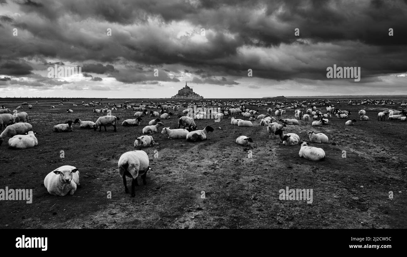 Panorama bianco e nero di centinaia di pecore di fronte a Mont Saint Michel, Francia Foto Stock