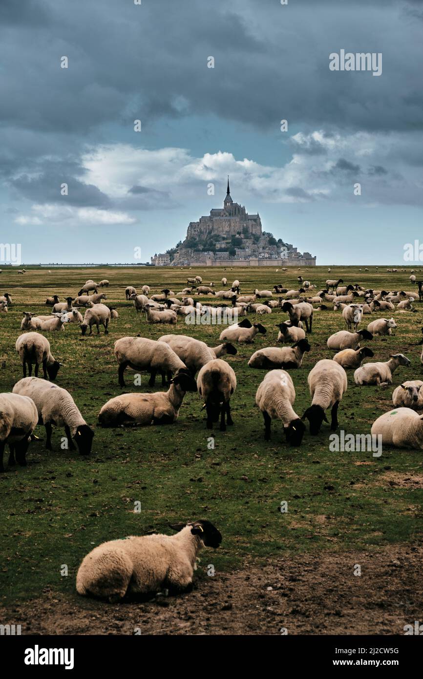 Foto verticale di centinaia di pecore di fronte a Mont Saint Michel, Francia Foto Stock