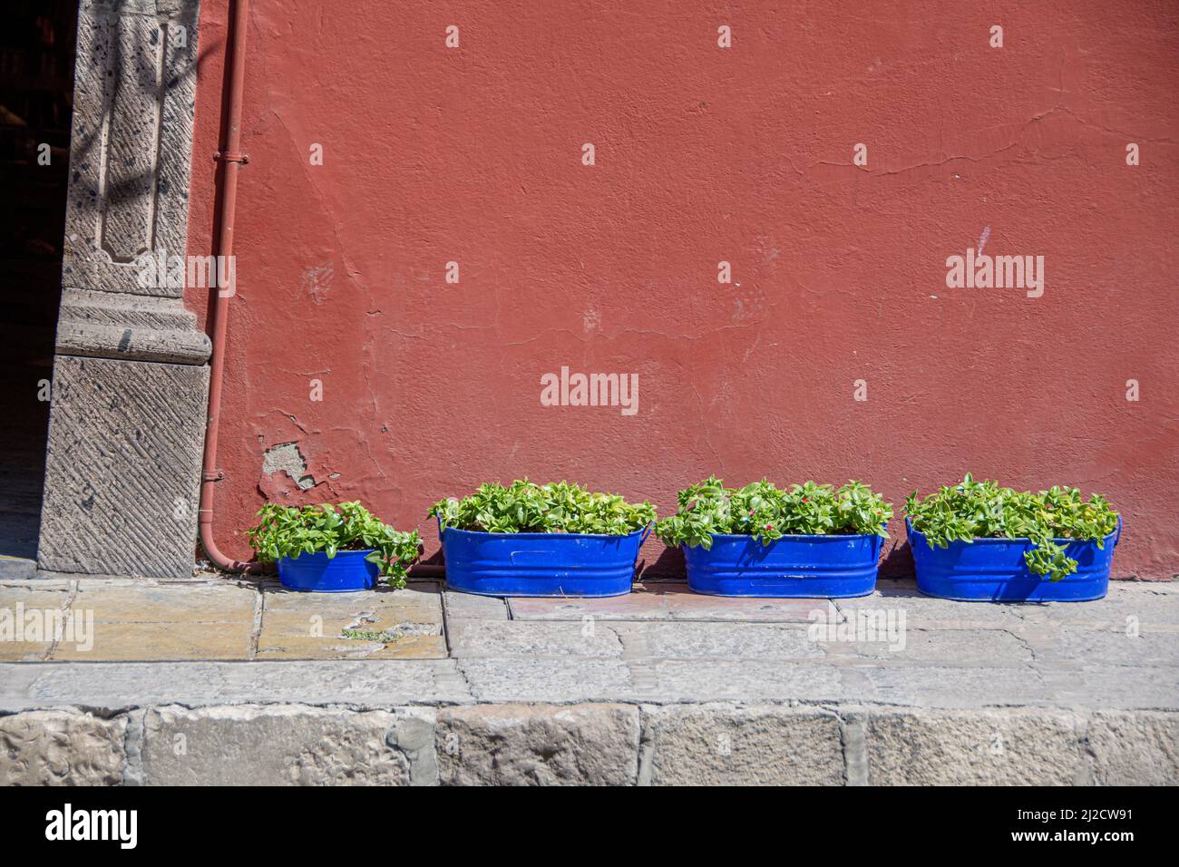 Piante in vaso di fronte ad una residenza. San Miguel de Allende, Guanajuato, Messico. Foto Stock