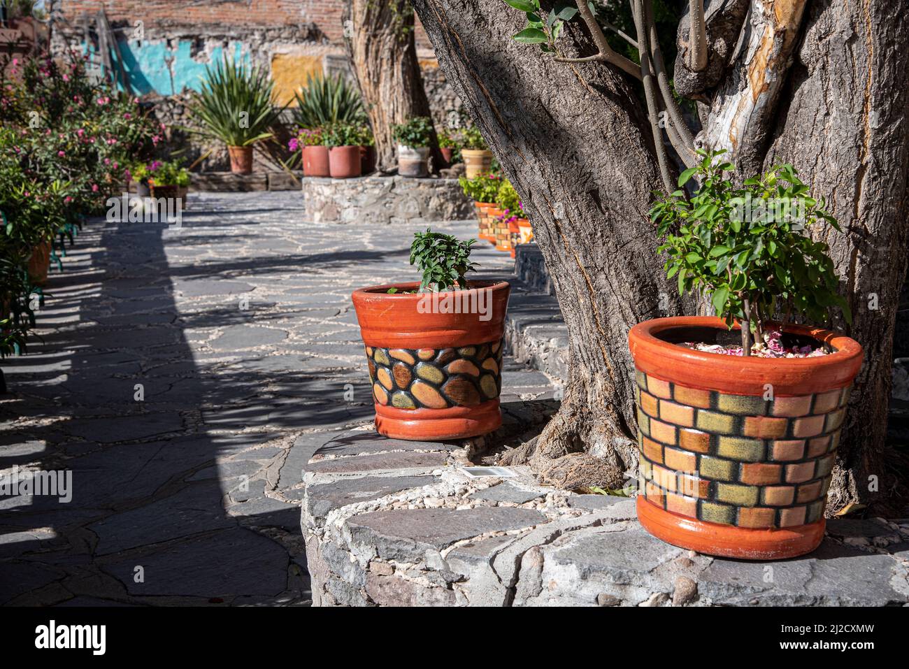 Un giardino decorato con piante in vaso e varie altre specie faunistiche. San Miguel de Allende, Guanajuato, Messico. Foto Stock