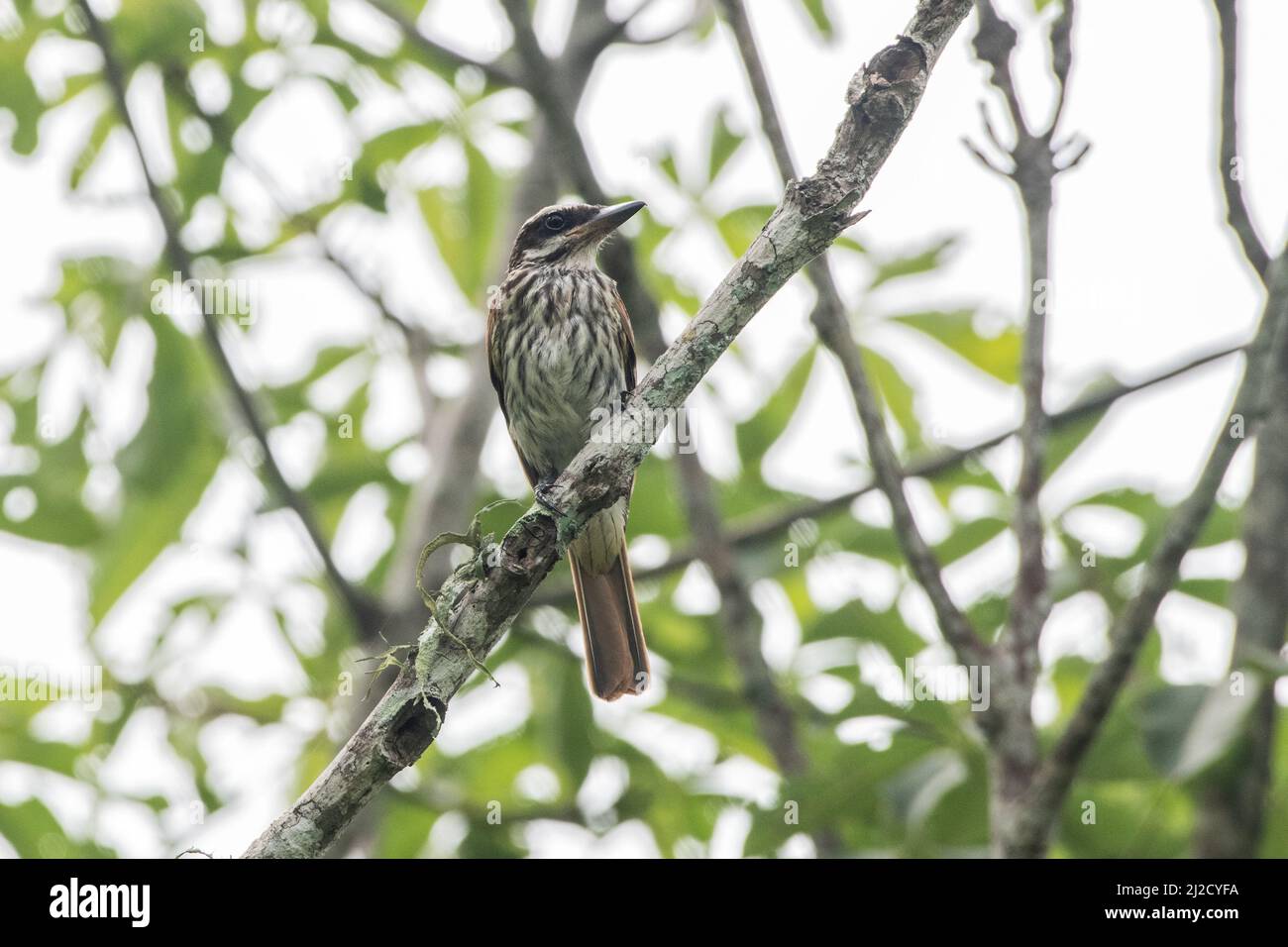 Flycatcher striato (Myiodynastes maculatus) un uccello della foresta tropicale secca della provincia di El Oro, Ecuador, Sudamerica. Foto Stock
