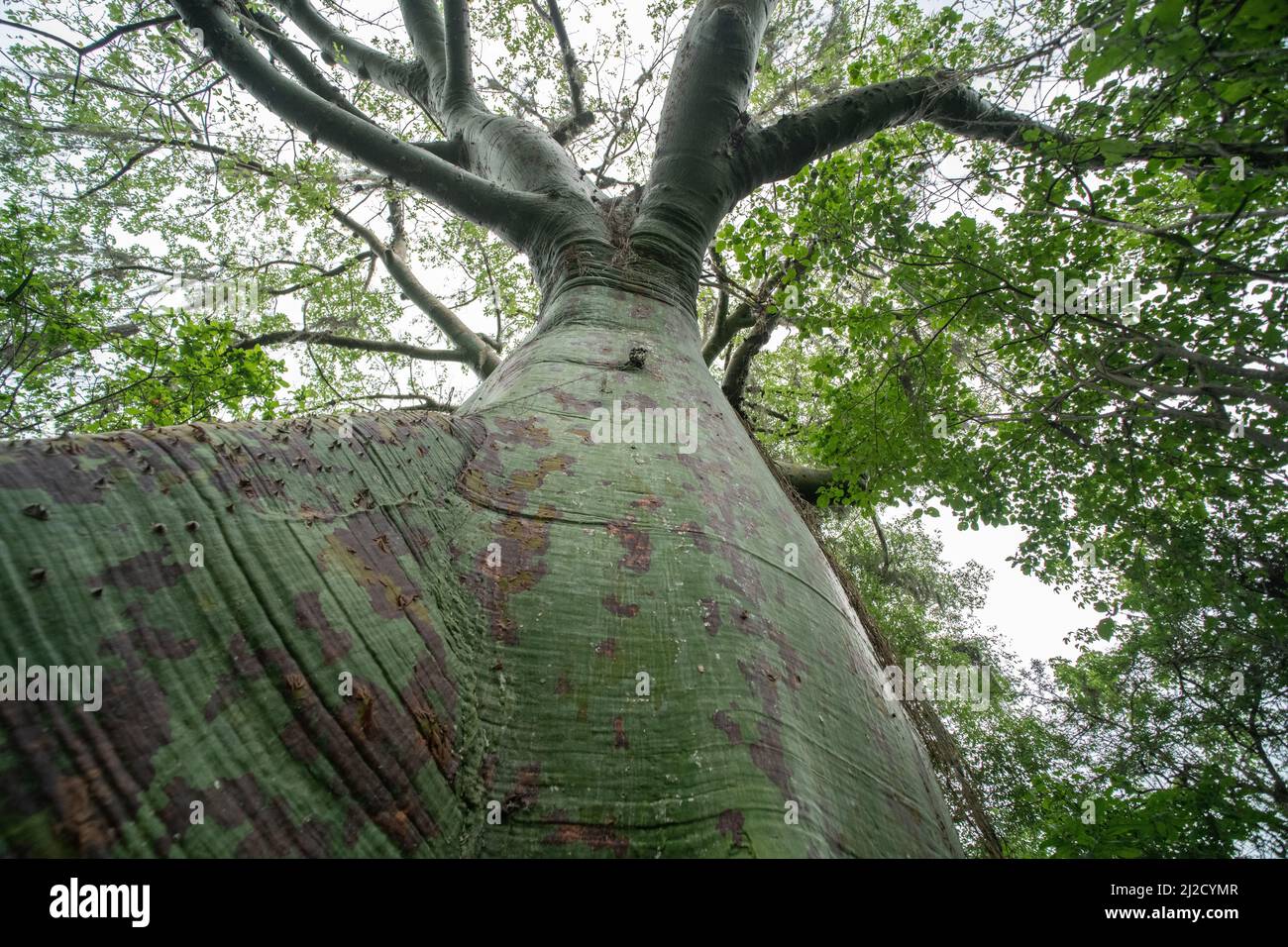 Ceiba trischistandra, un grande albero di bottiglie trovato nell'ecosistema arido della foresta secca del sud Ecuador e del nord Perù. Foto Stock