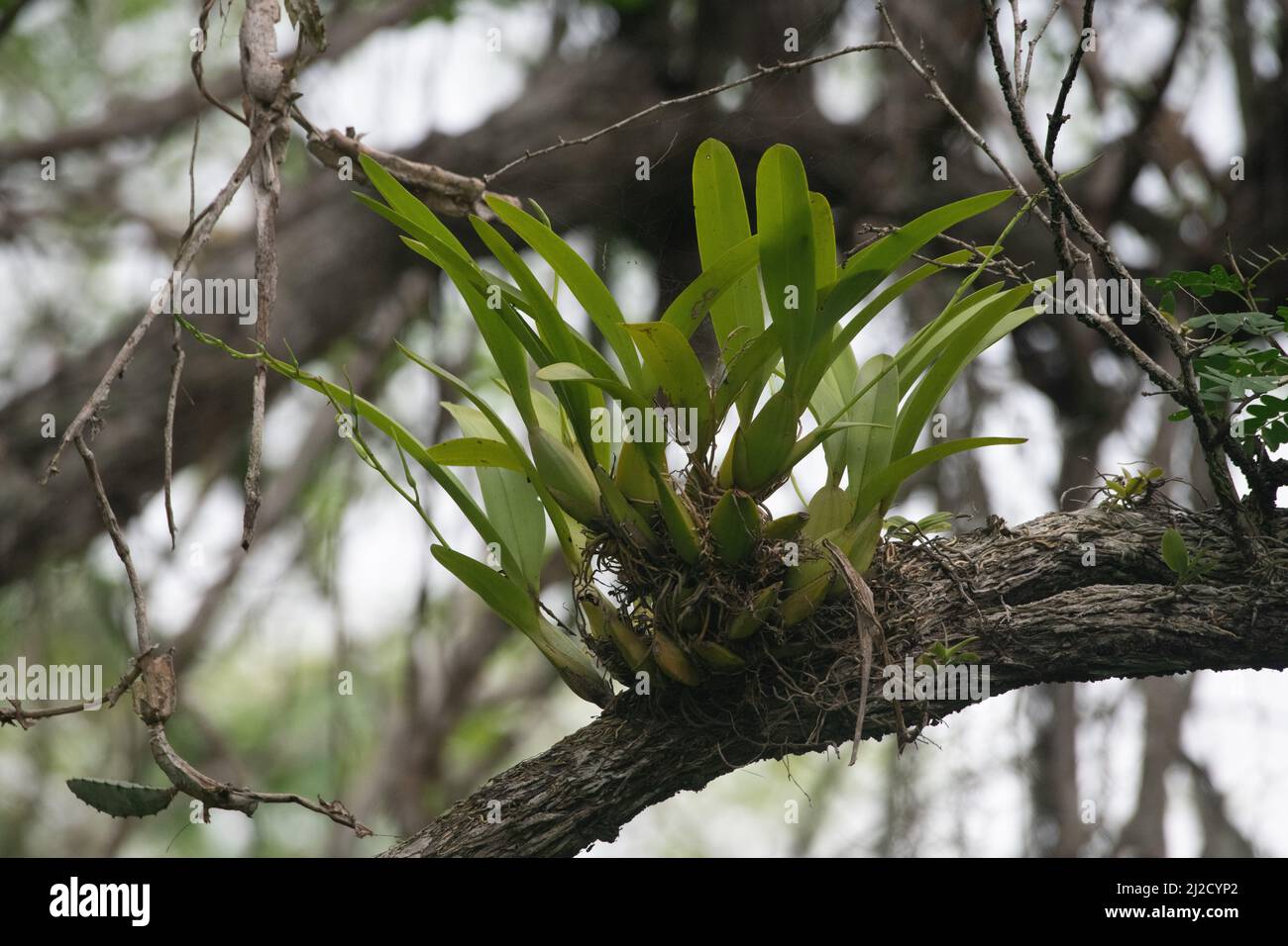 Una pianta epifitica cresce in alto sopra il terreno sul ramo di un albero nella foresta secca Tumbesiana nel Sud Ecuador. Foto Stock