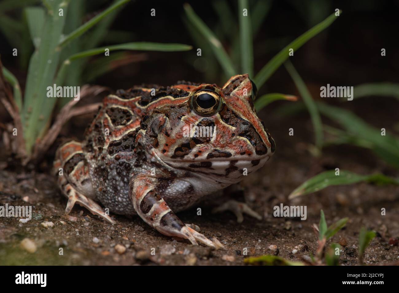 Una foto macro di una rana corna del pacifico (Ceratophrys stolzmanni) dalle foreste secche dell'Ecuador e del Perù - una specie minacciata che è raramente vista. Foto Stock