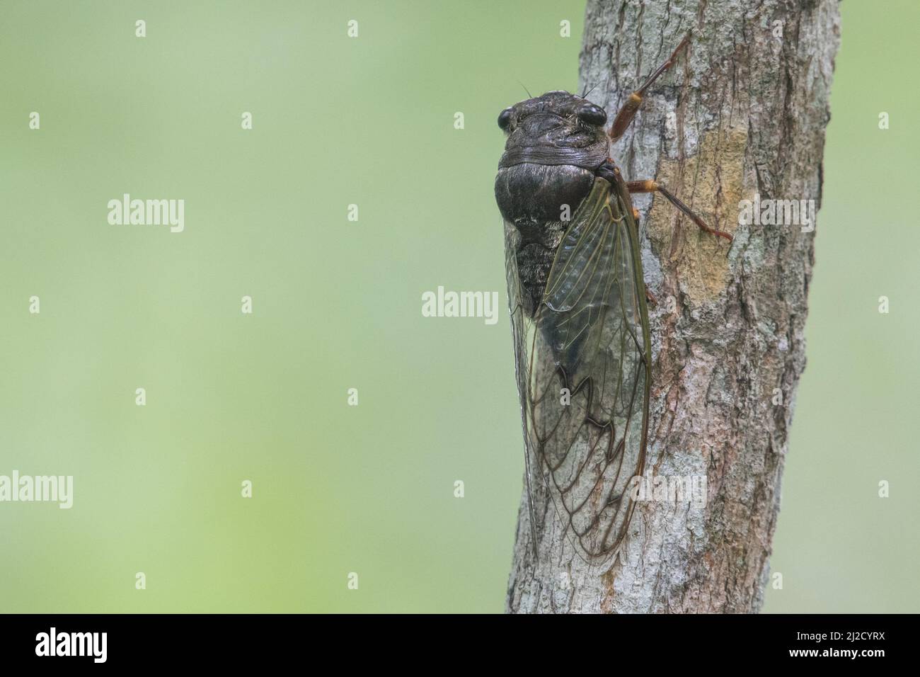 Una cicada arroccata su un ramo della foresta secca tumbesiana nella provincia di El Oro, Ecuador, Sud America. Foto Stock