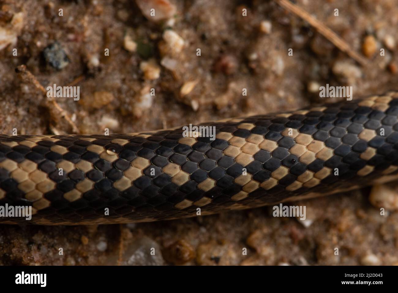 Le squame di un serpente di sabbia costiera (Oxyrhopus fitzingeri) che mostra la sua colorazione distruttiva che aiuta a mantenere nascosto il serpente. Foto Stock