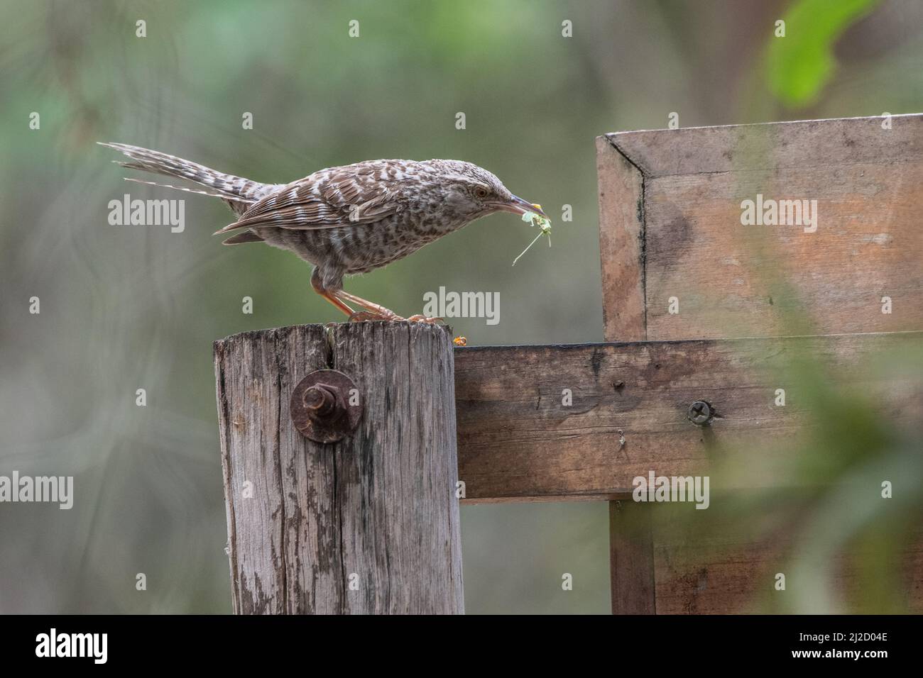 Un wren fasciato (Campylorhynchus fasciatus) ha catturato un insetto nella foresta asciutta di Tumbesian in Ecuador. Foto Stock