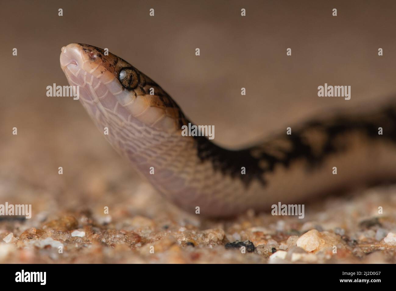 Serpente di sabbia costiera (Oxyrhopus fitzingeri) dalla foresta secca Tumbesiana in Ecuador, questa specie si trova anche nel vicino Perù. Foto Stock