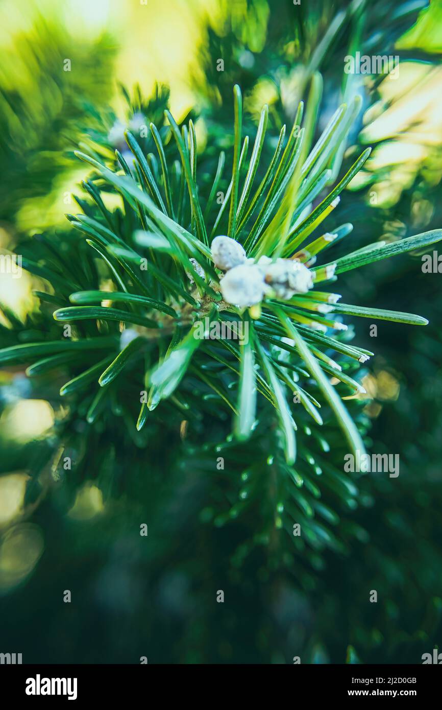 Piccoli motivi bianchi si possono vedere sugli aghi di pino di questo abete serbo. Foto Stock