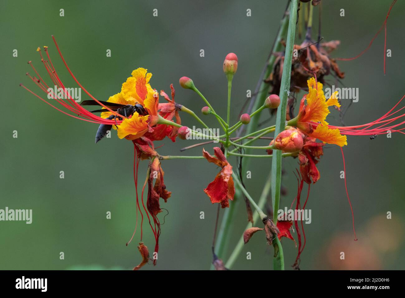 Fiore di pavone (Caesalpinia pulcherrima) le fioriture colorate attraggono un impollinatore di vespa nella foresta asciutta dell'Ecuador. Foto Stock