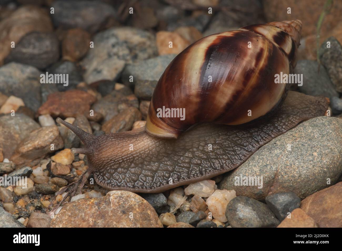 Una lumaca africana gigante (Lissachatina fulica) dalla foresta asciutta dell'Ecuador, una specie invasiva diffusa in molte aree. Foto Stock
