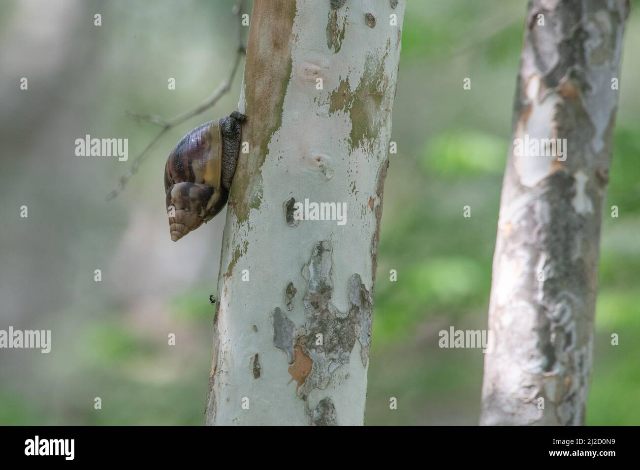 Una lumaca africana gigante (Lissachatina fulica) dalla foresta asciutta dell'Ecuador, una specie invasiva diffusa in molte aree. Foto Stock