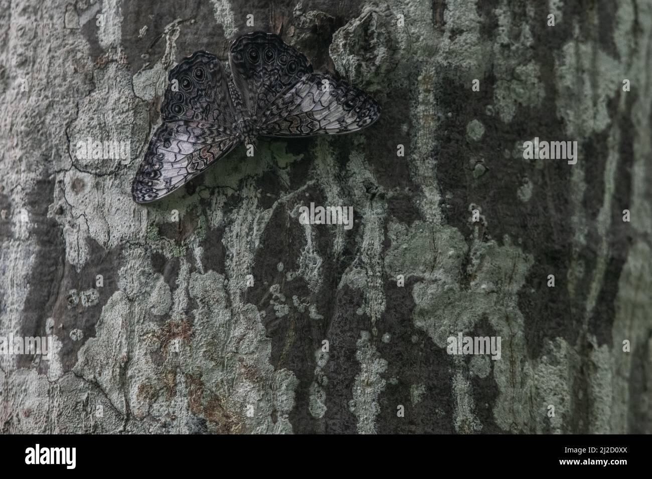 La farfalla cracker grigio (Hamadryas februa), la sua colorazione distruttiva aiuta a mantenerla mimetriata e nascosta su un tronco di albero nella foresta asciutta dell'Ecuador. Foto Stock