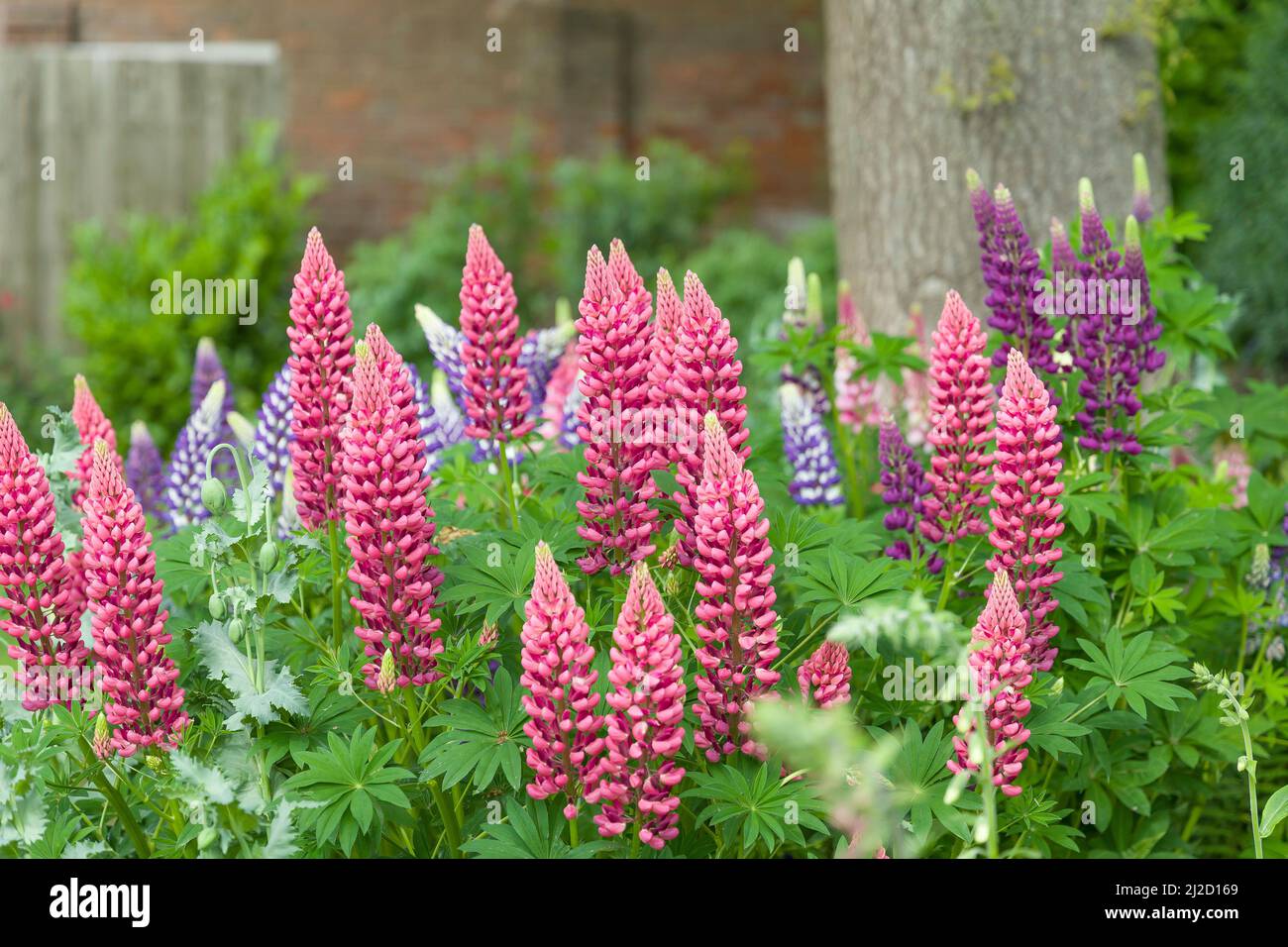 Lupino o lupino pianta con fiori rosa che crescono in un confine giardino britannico Foto Stock