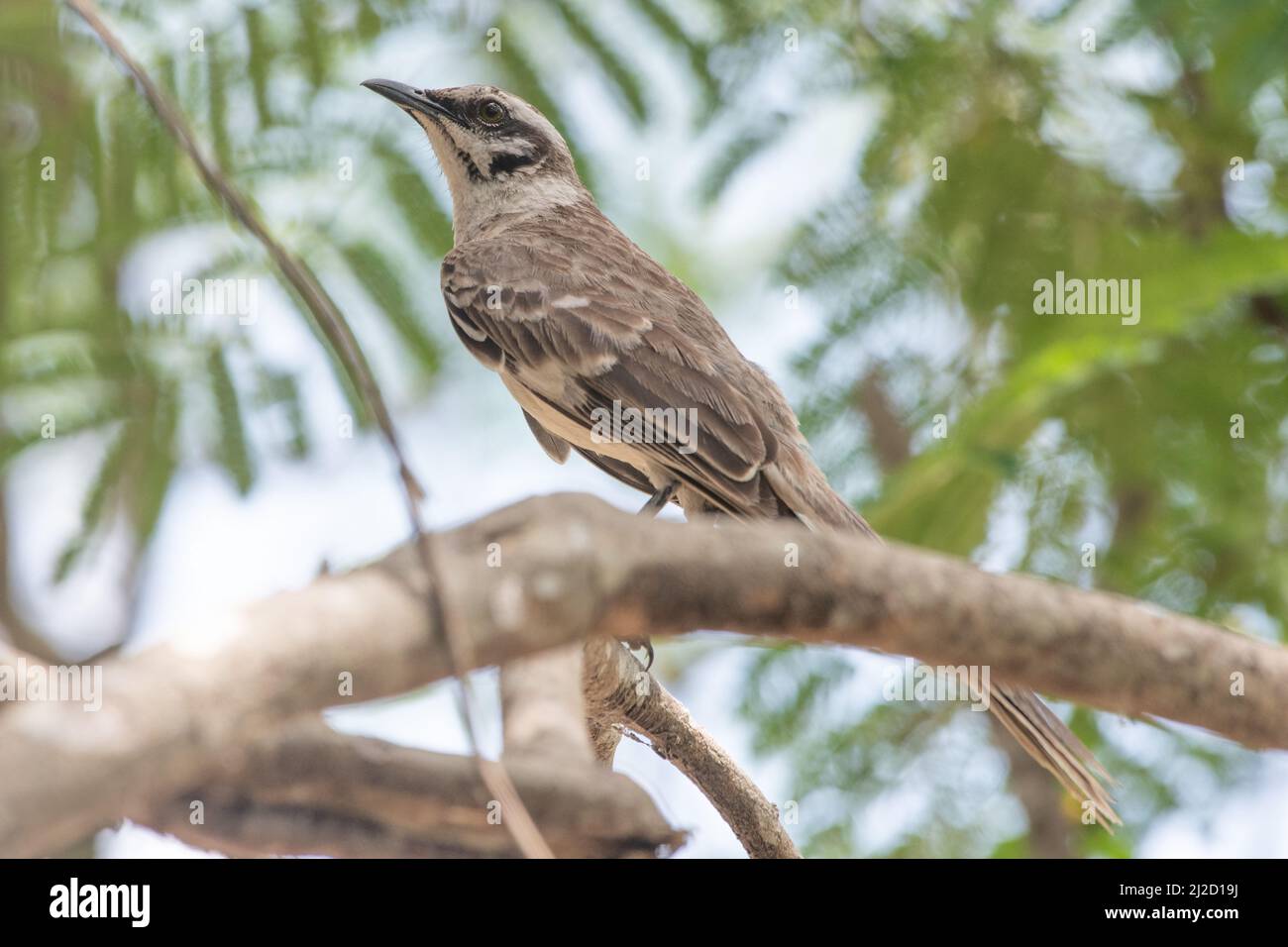 mockingbird a coda lunga (Mimus longicaudatus), una specie di uccelli delle foreste secche dell'Ecuador e del Perù. Foto Stock
