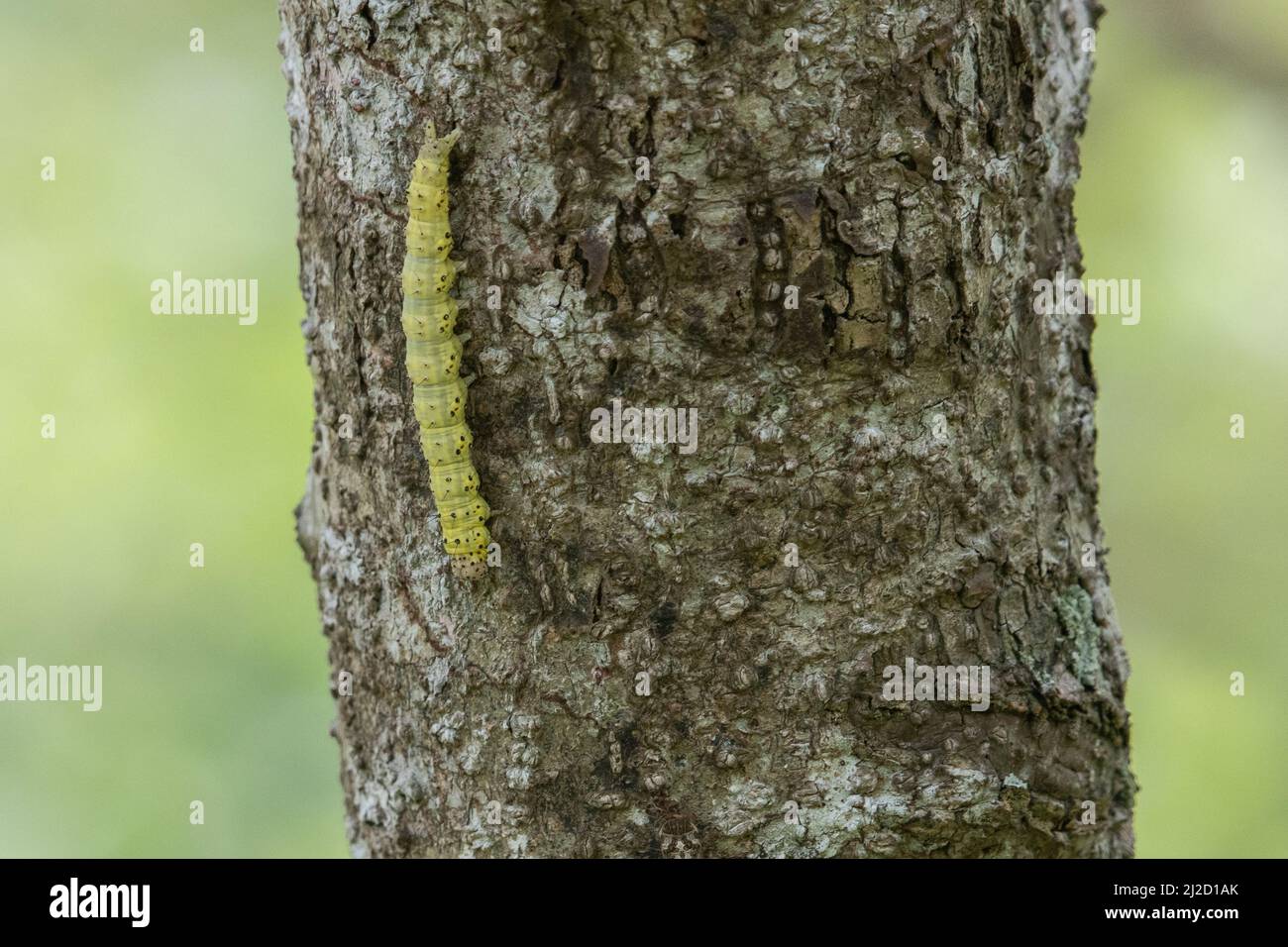 un bruco verde di qualche sorta di falena su un tronco di albero nella foresta secca Tumbesiana in Ecuador, Sud America. Foto Stock