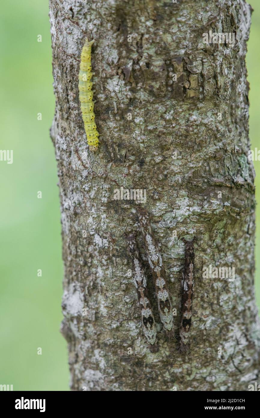 Le colonne di bruco mimetizzazione della famiglia Erebidae accanto ad un evidente bruco verde sullo stesso albero nella foresta secca Tumbesiana, Ecuador. Foto Stock