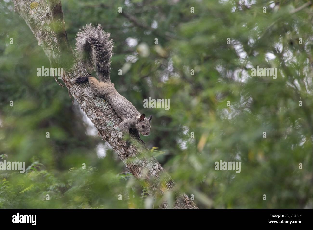 Lo scoiattolo di Guayaquil (Sciurus stramineus) è una specie di scoiattolo endemica delle foreste secche dell'Ecuador in Sud America. Foto Stock