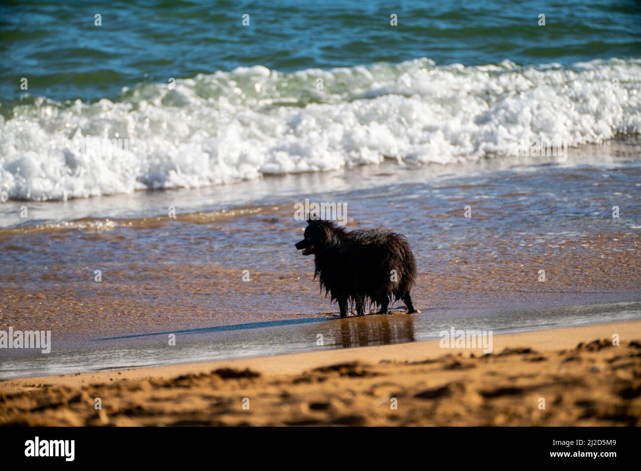 cane che fissava sulla spiaggia Foto Stock