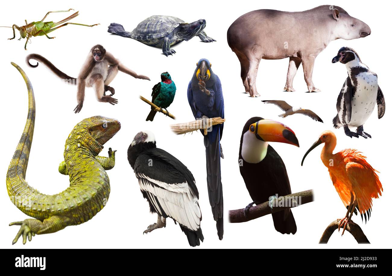 La Fauna del Sud America impostato Foto Stock