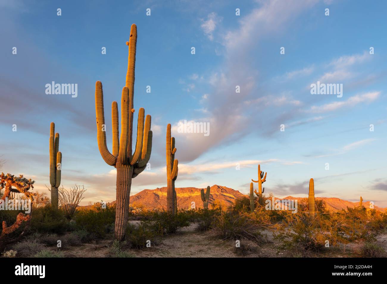 Paesaggio panoramico del deserto dell'Arizona con Saguaro Cactus al tramonto Foto Stock