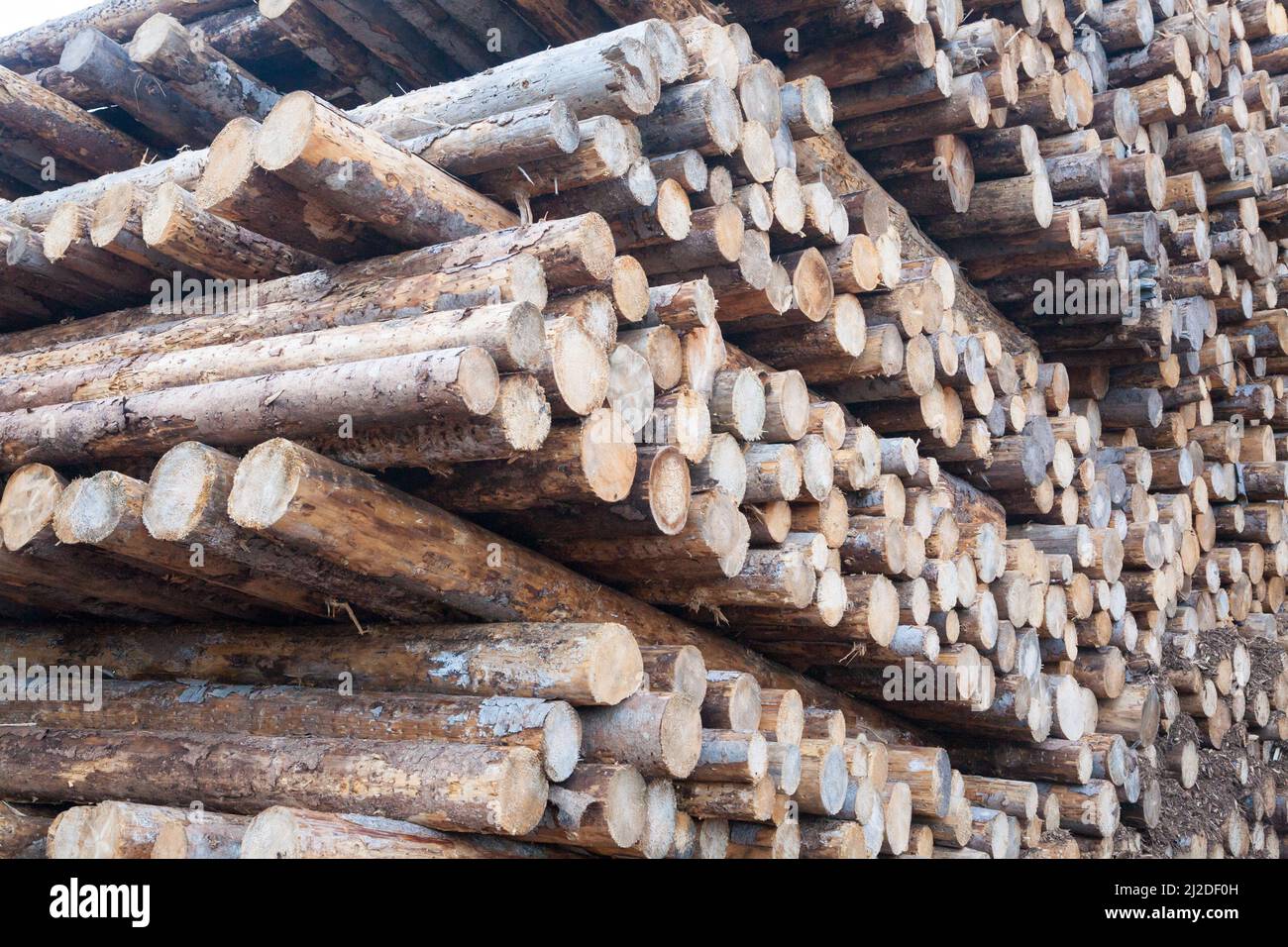 Sfondo di tronchi di pino tagliato. Effetti tempesta Vaia, Italia Foto Stock