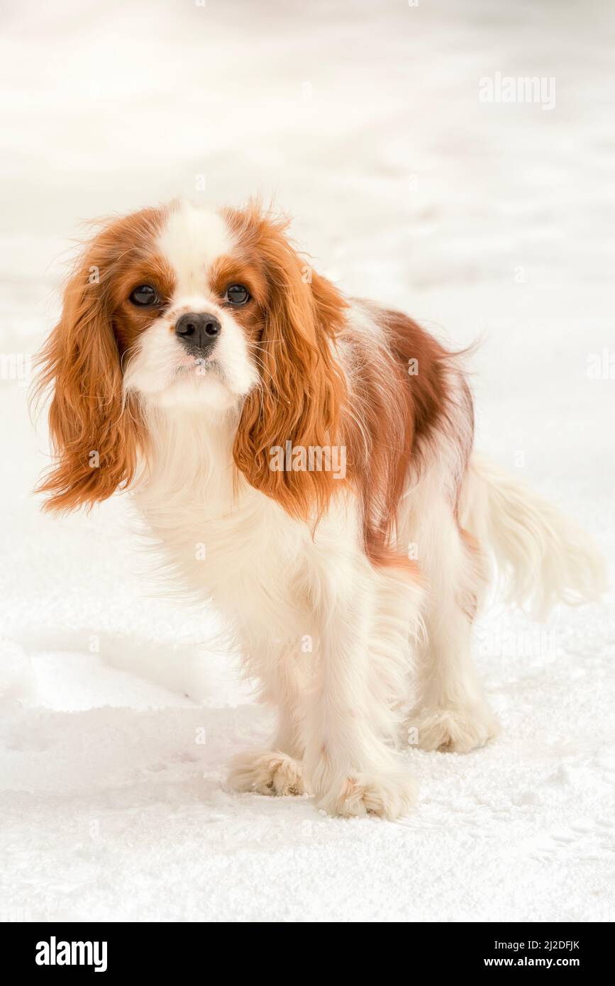 Cavalier King Charles Spaniel Foto Stock