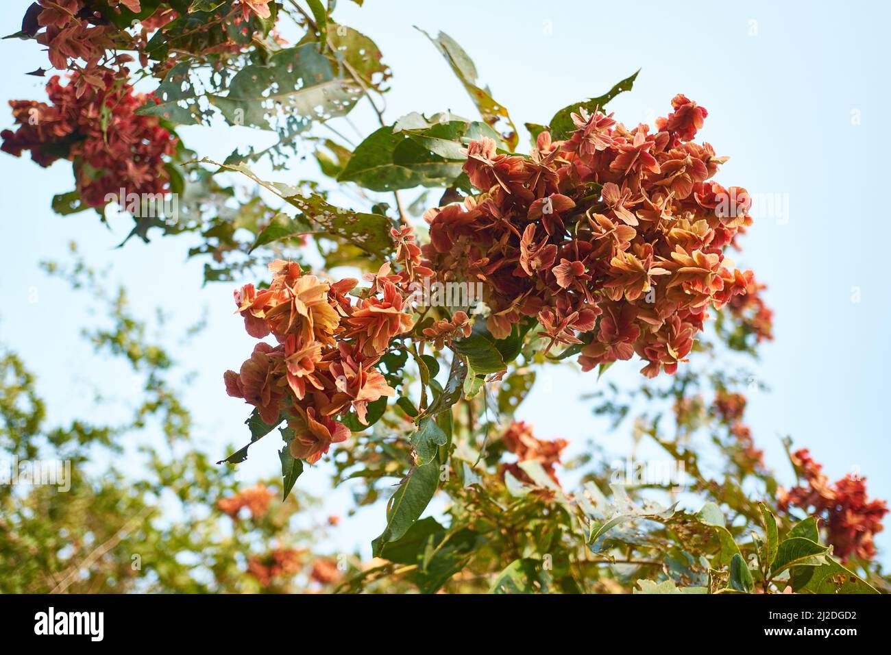 Fioritura di Terminalia Paniculata. Foto Stock