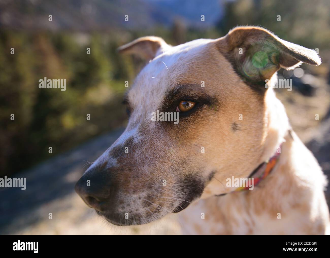 Un piccolo raggio di sole Foto Stock