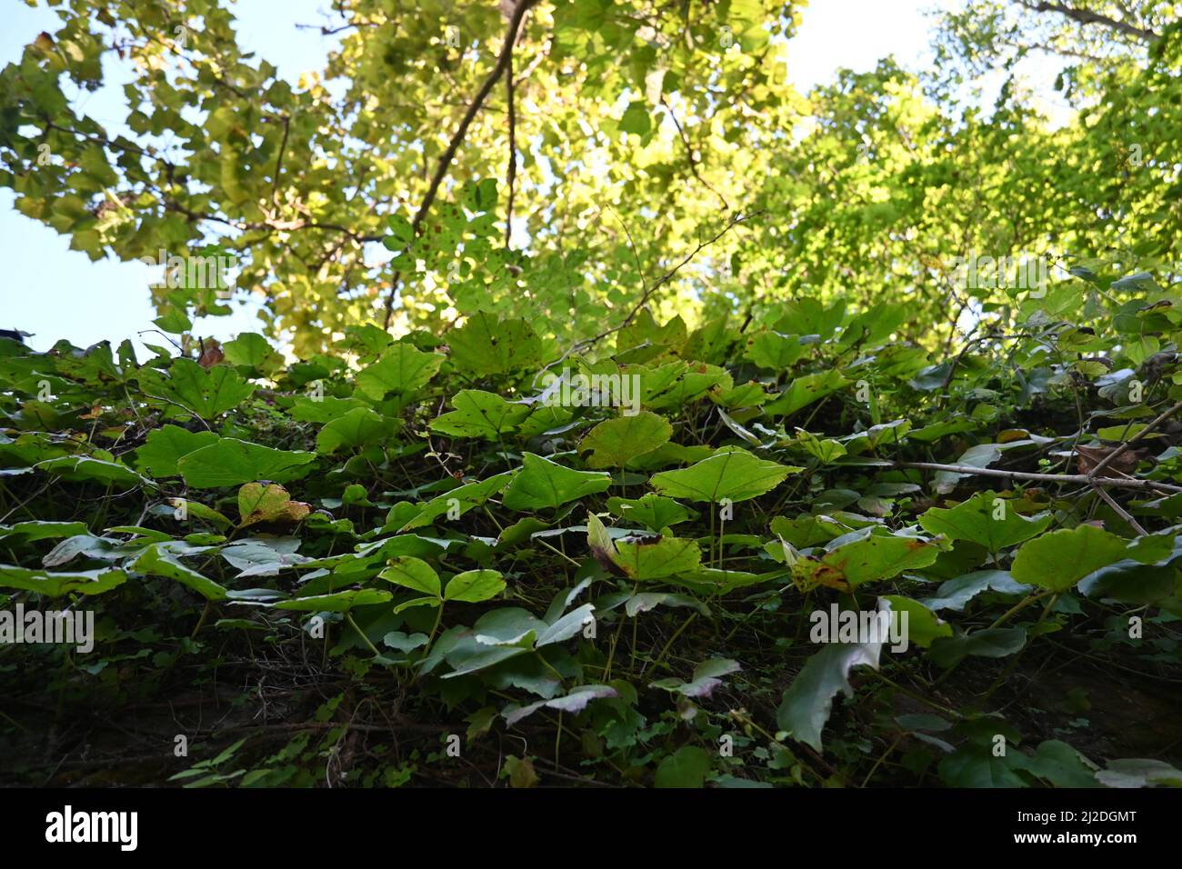 Parete dell'edera Foto Stock