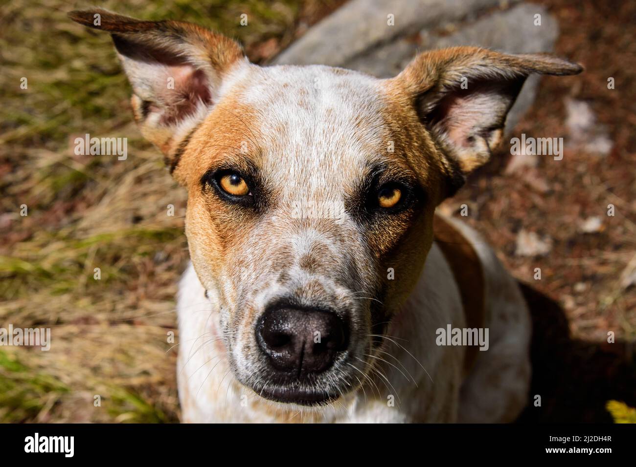 Andiamo!!! Foto Stock