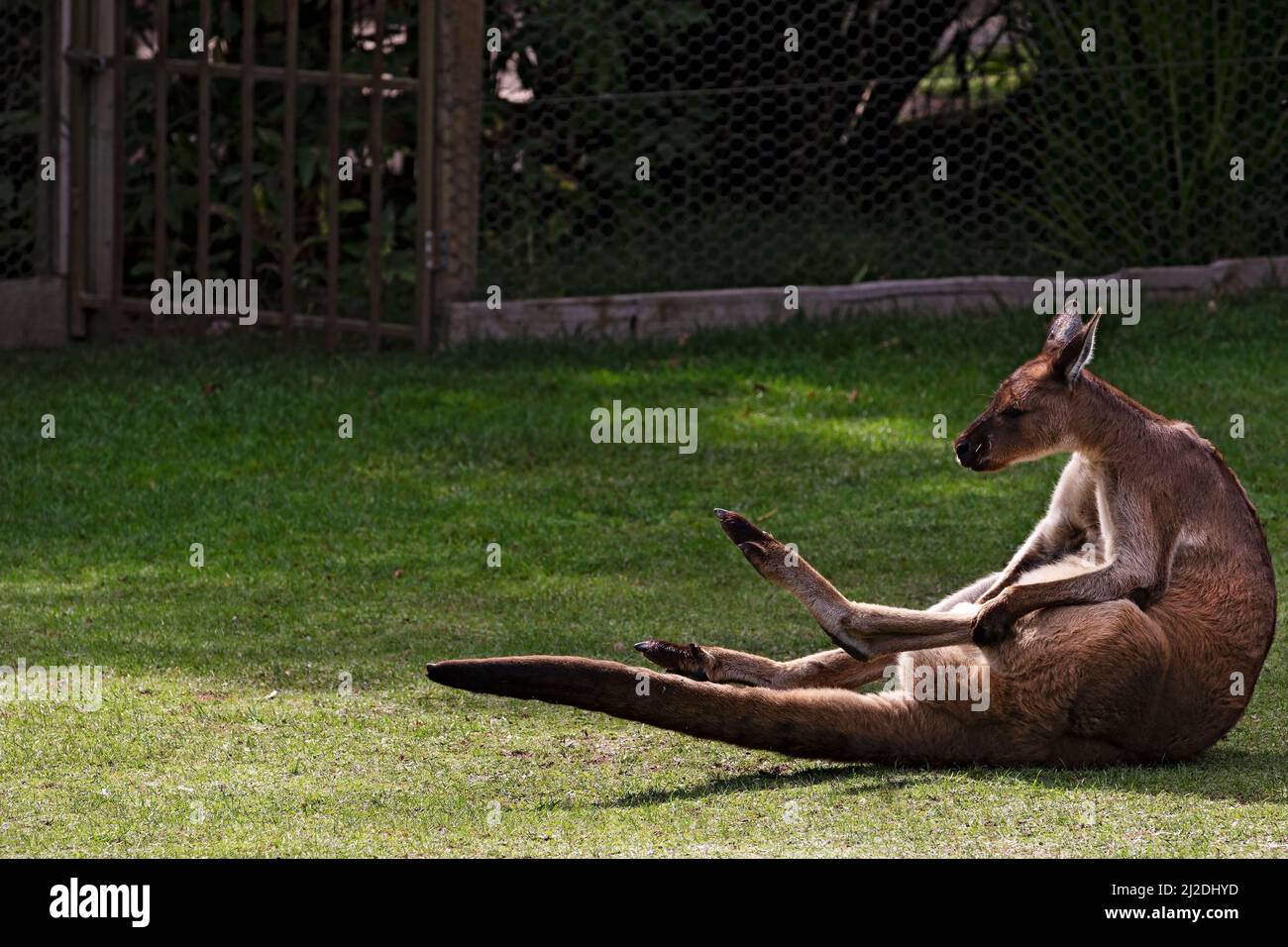 Marsupiali / un canguro grigio orientale che ha un graffio al Ballarat Wildlife Park in Ballarat Australia. Foto Stock