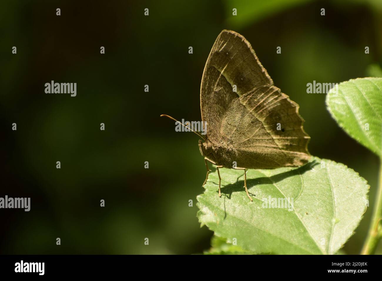 splendida foto di brush marrone scuro ( mycalesis mineus ) farfalla seduta su foglia . Foto Stock