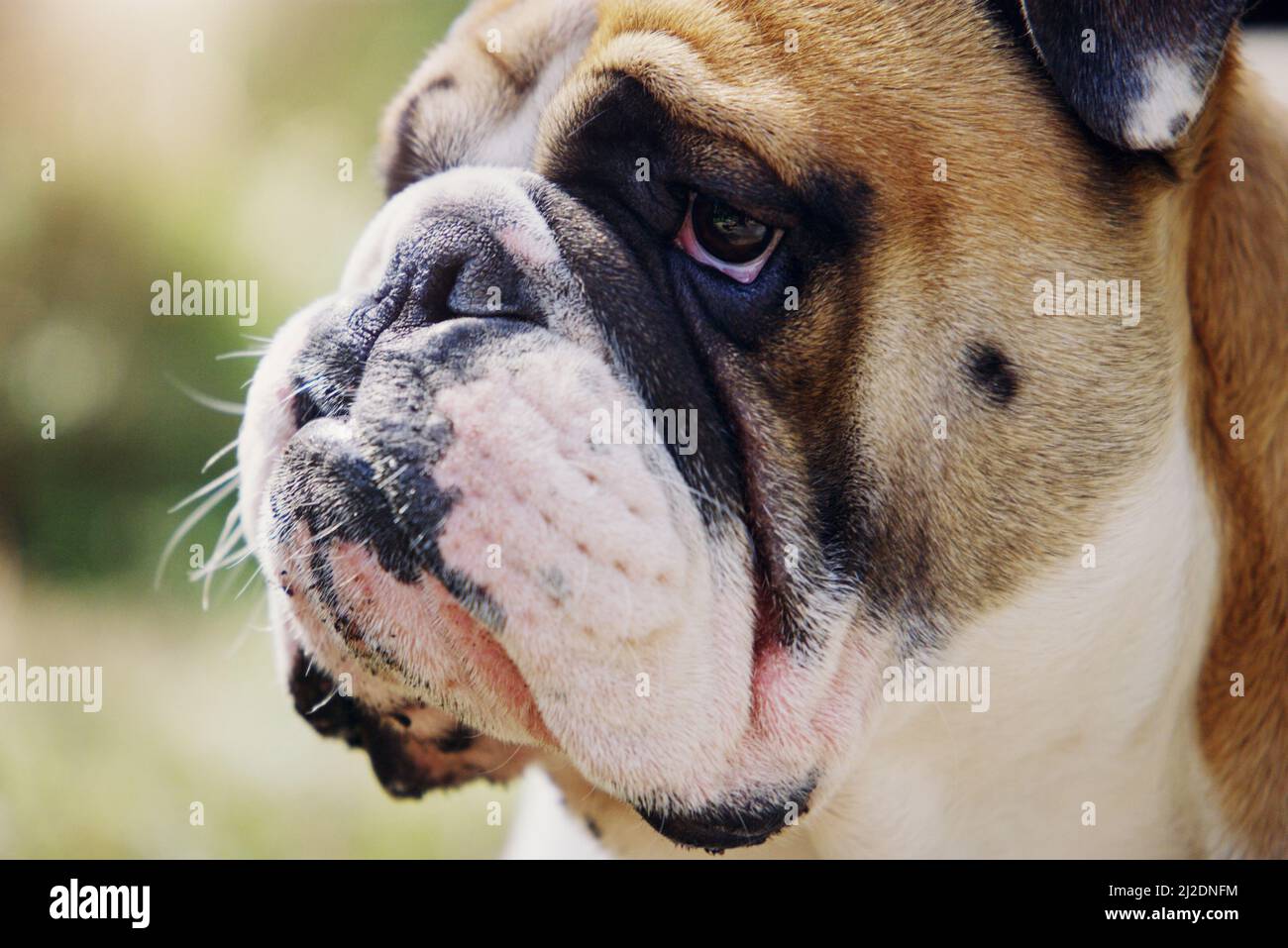 Im assumere il parco oggi. Primo piano di un bulldog all'aperto. Foto Stock