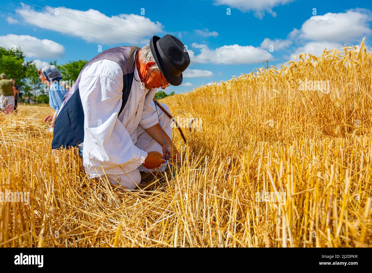 Muzlja, Vojvodina, Serbia, - 03 luglio 2021; XXXVIII tradizionalmente raccolto di grano. L'uomo anziano lega lo scythe con una corda, lo prepara per il raccolto dentro Foto Stock