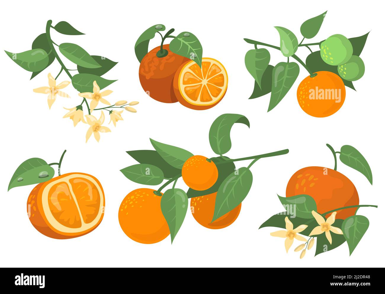Colorati rami arancioni e fiori insieme di articoli piatti. Cartoon disegno arancione, mandarino e mandarino isolato vettore illustrazione raccolta. fru Citrus Illustrazione Vettoriale