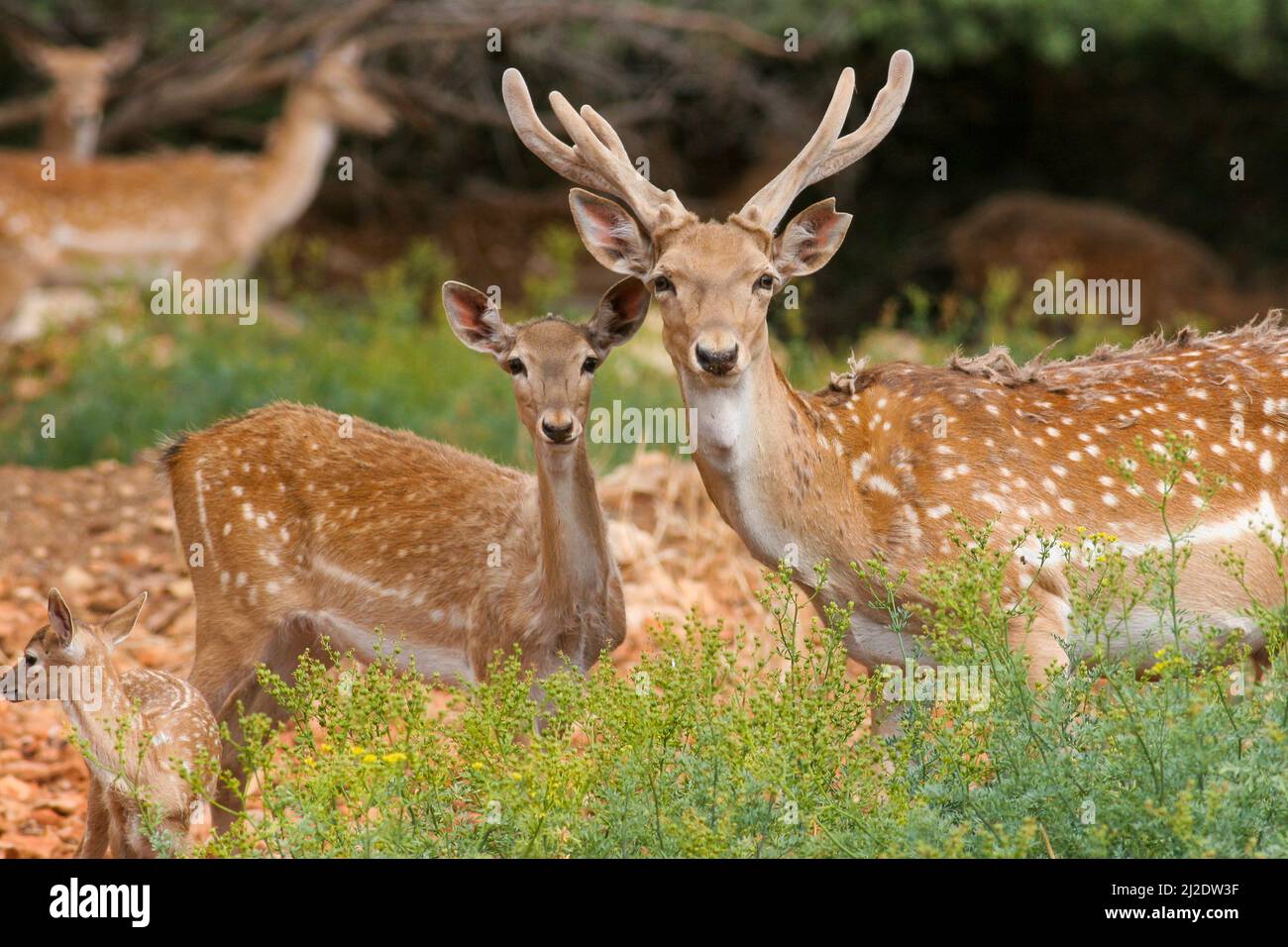 Cervo maschio e femmina (Dama dama) Israele, Foto Stock