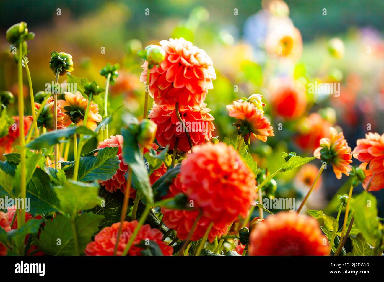 Diversi fiori rossi di dahlia nel giardino flowerbed Foto Stock