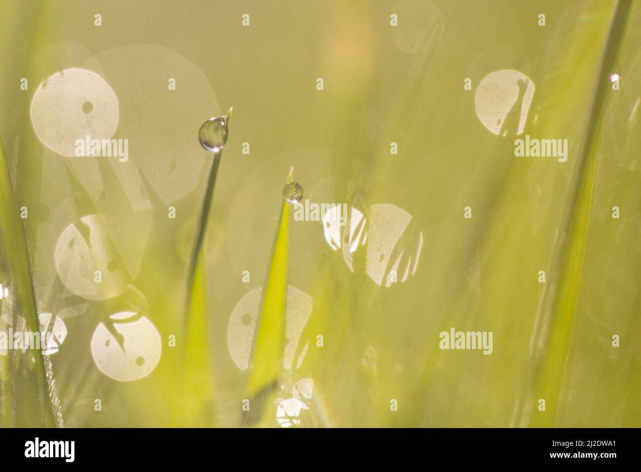 Gocce di pioggia sulle lame di erba Foto Stock
