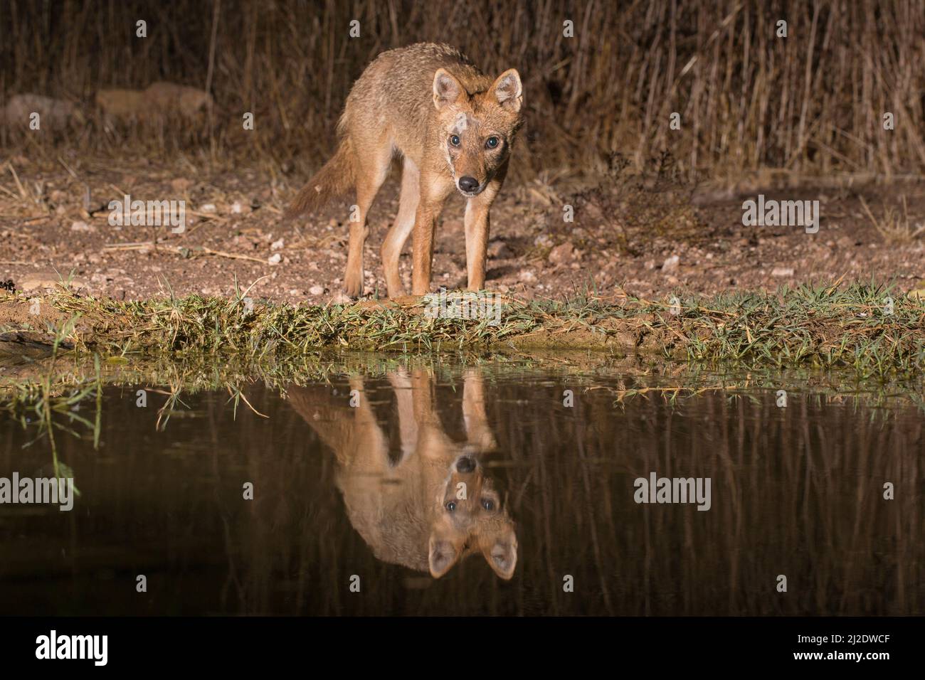 Jackal d'oro giovanile (Canis aureus), chiamato anche jackal asiatico, orientale o comune, fotografato in acqua vicina in Israele nel mese di settembre Foto Stock