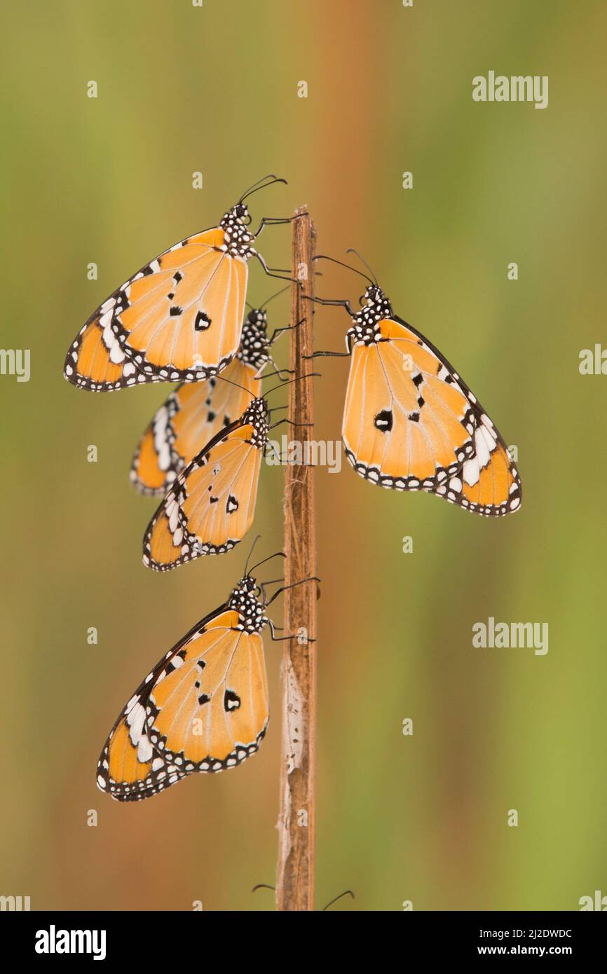 Tiger piano (Danaus chrysippus) AKA African Monarch Butterfly si trova dal Mediterraneo all'Africa tropicale e l'Asia, e fino all'Australia. IO Foto Stock