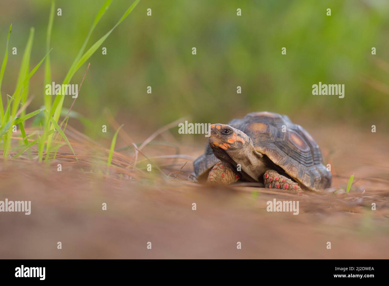 La tartaruga dai piedi rossi (Chelonoidis carbonarius) è una specie di tartaruga del Nord America. Sono tenuti popolarmente come animali domestici e sopra-coll Foto Stock