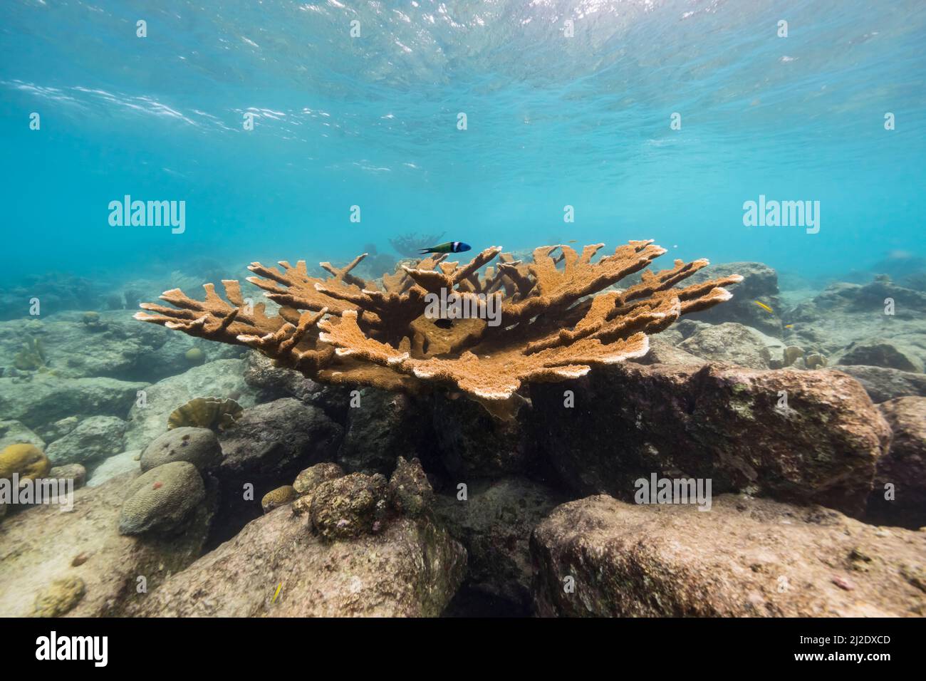 Stagcape con il corallo di Elkhorn, e spugna nella barriera corallina del Mar dei Caraibi, Curacao Foto Stock