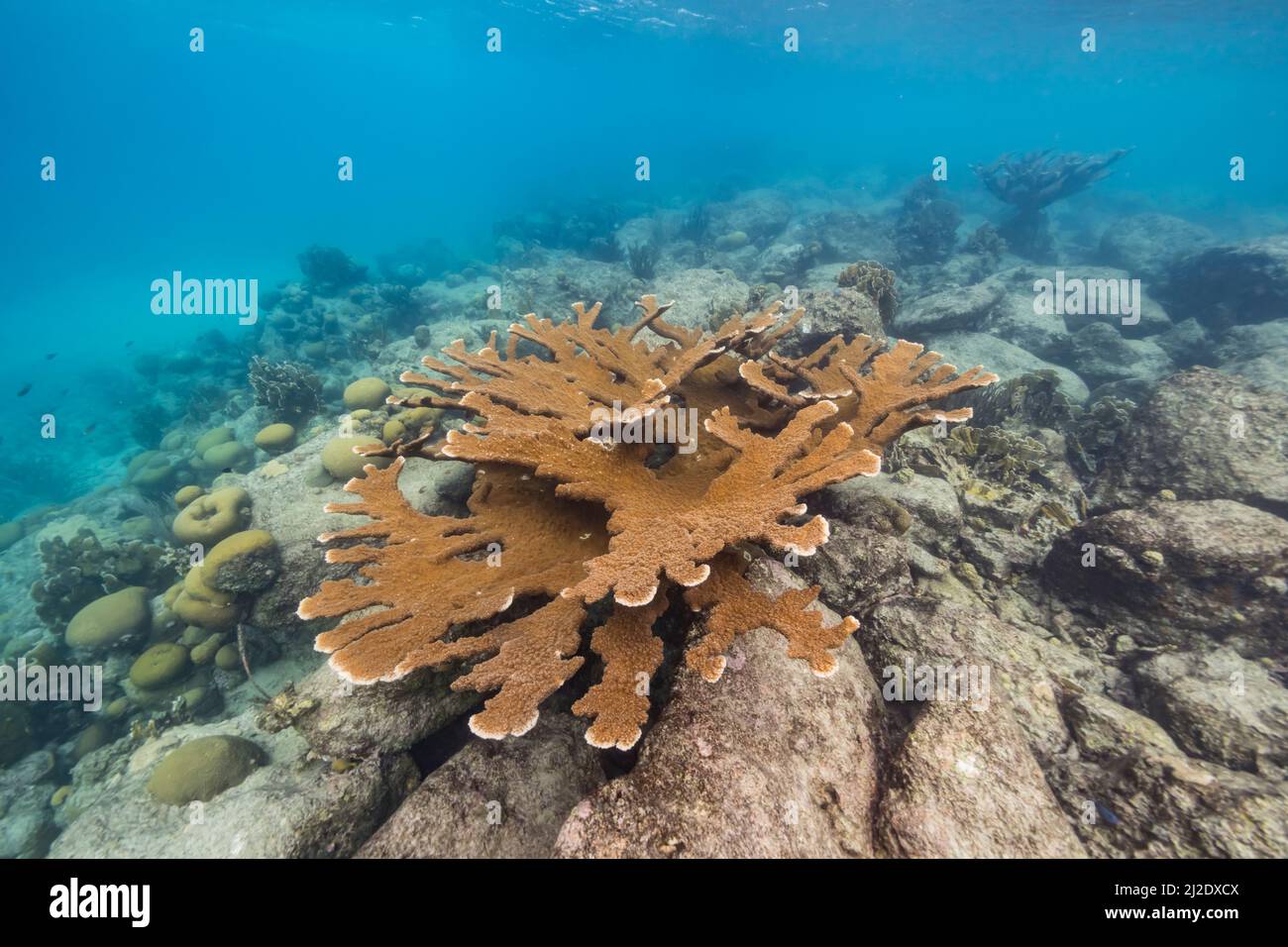 Stagcape con il corallo di Elkhorn, e spugna nella barriera corallina del Mar dei Caraibi, Curacao Foto Stock