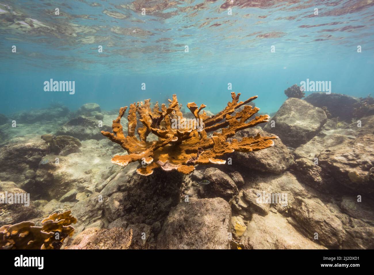 Stagcape con il corallo di Elkhorn, e spugna nella barriera corallina del Mar dei Caraibi, Curacao Foto Stock