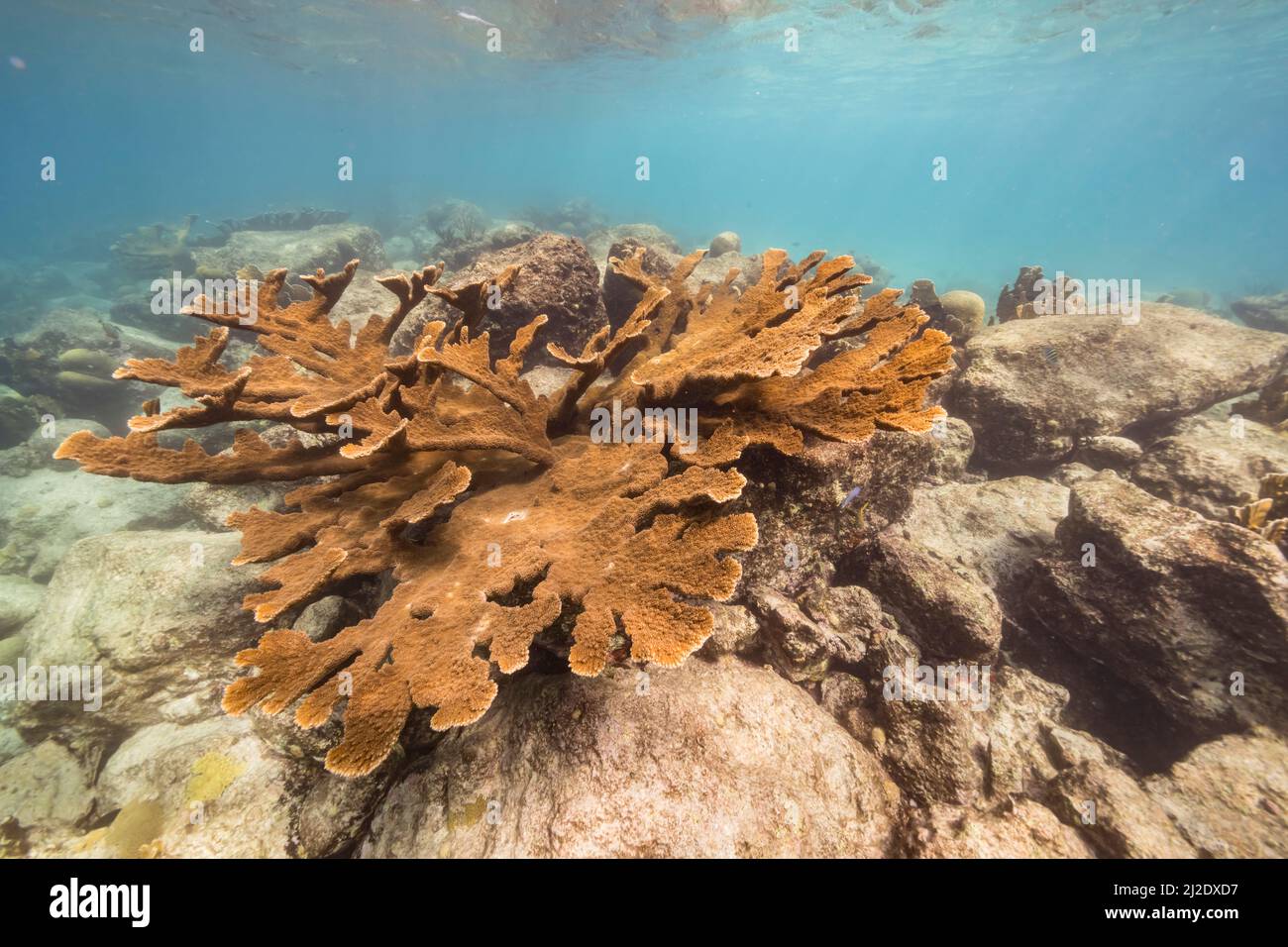 Stagcape con il corallo di Elkhorn, e spugna nella barriera corallina del Mar dei Caraibi, Curacao Foto Stock