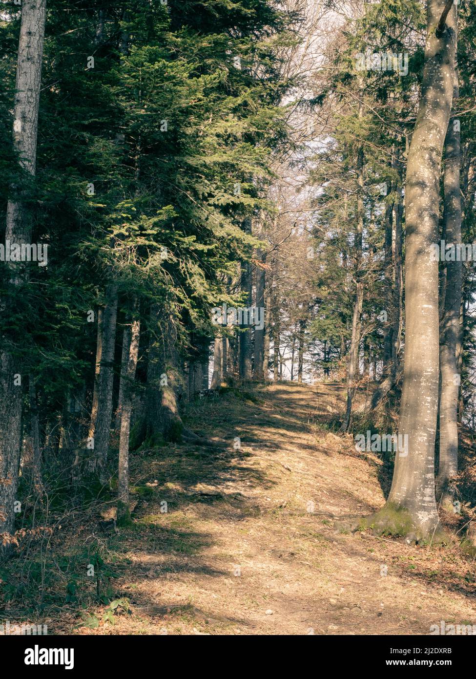 Solitario sentiero lungo una cresta in una soleggiata, bella foresta Foto Stock