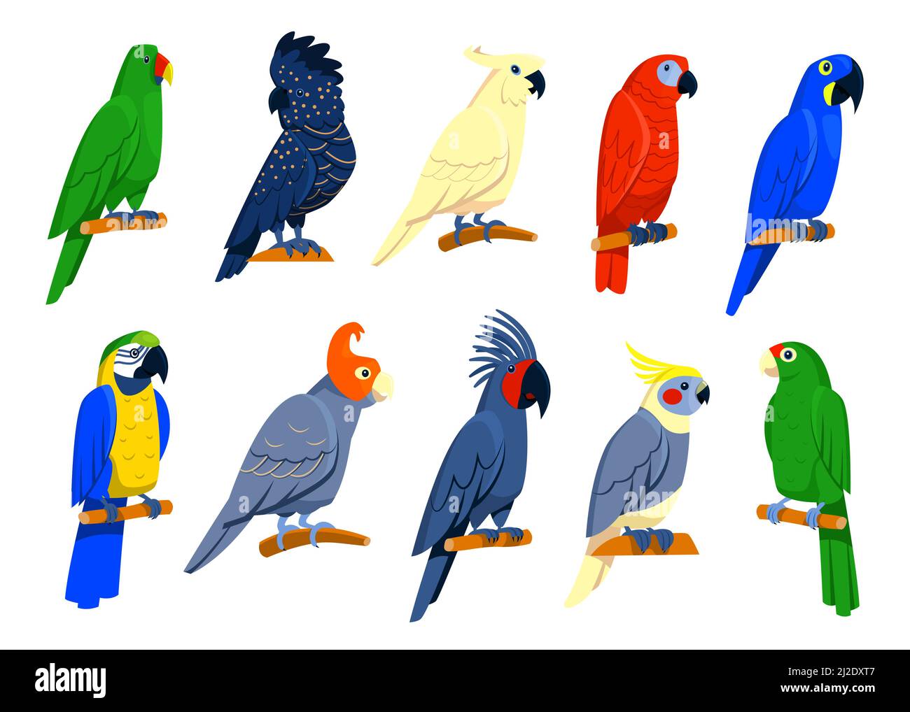 Set di pappagalli tropicali luminosi. Uccelli esotici seduti su rami, macaw rosso o blu, cockatoo blu, pappagalli grigi e amazzoni. Illustrazioni isolate per j Illustrazione Vettoriale