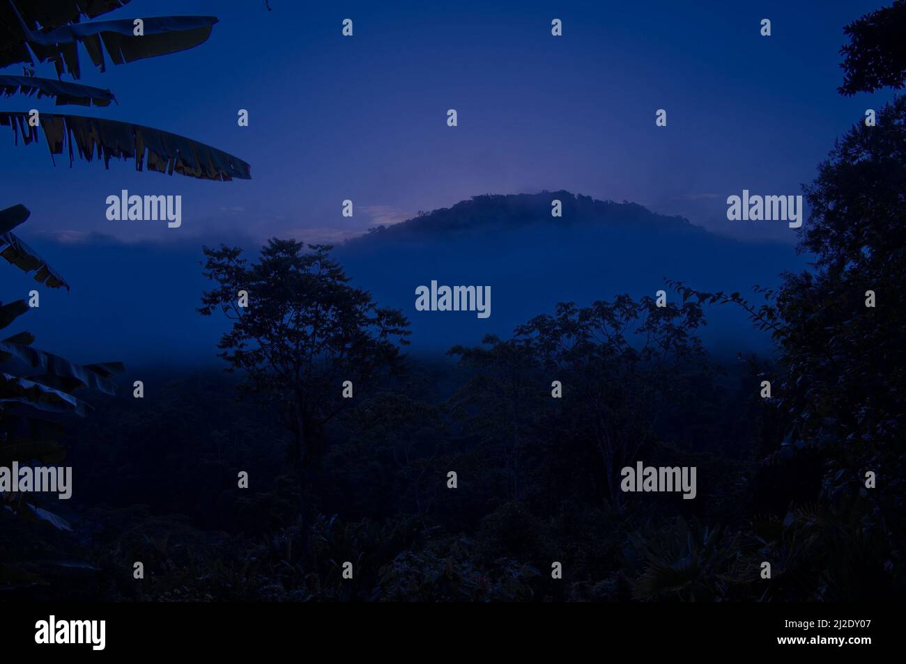 Vista di mattina presto dal Lodge nella giungla Foto Stock