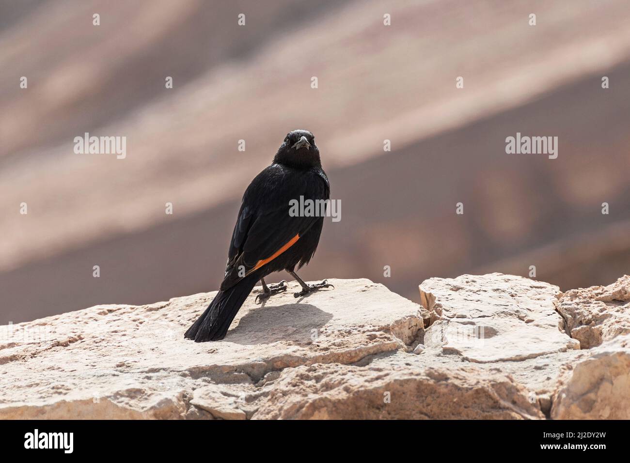 L'uccello di Onychognathus tristramii di uomo Tristrom che sta fissando alla macchina fotografica sull'ascesa di Scorpion in Israele con una montagna sfocata del pinkish Foto Stock